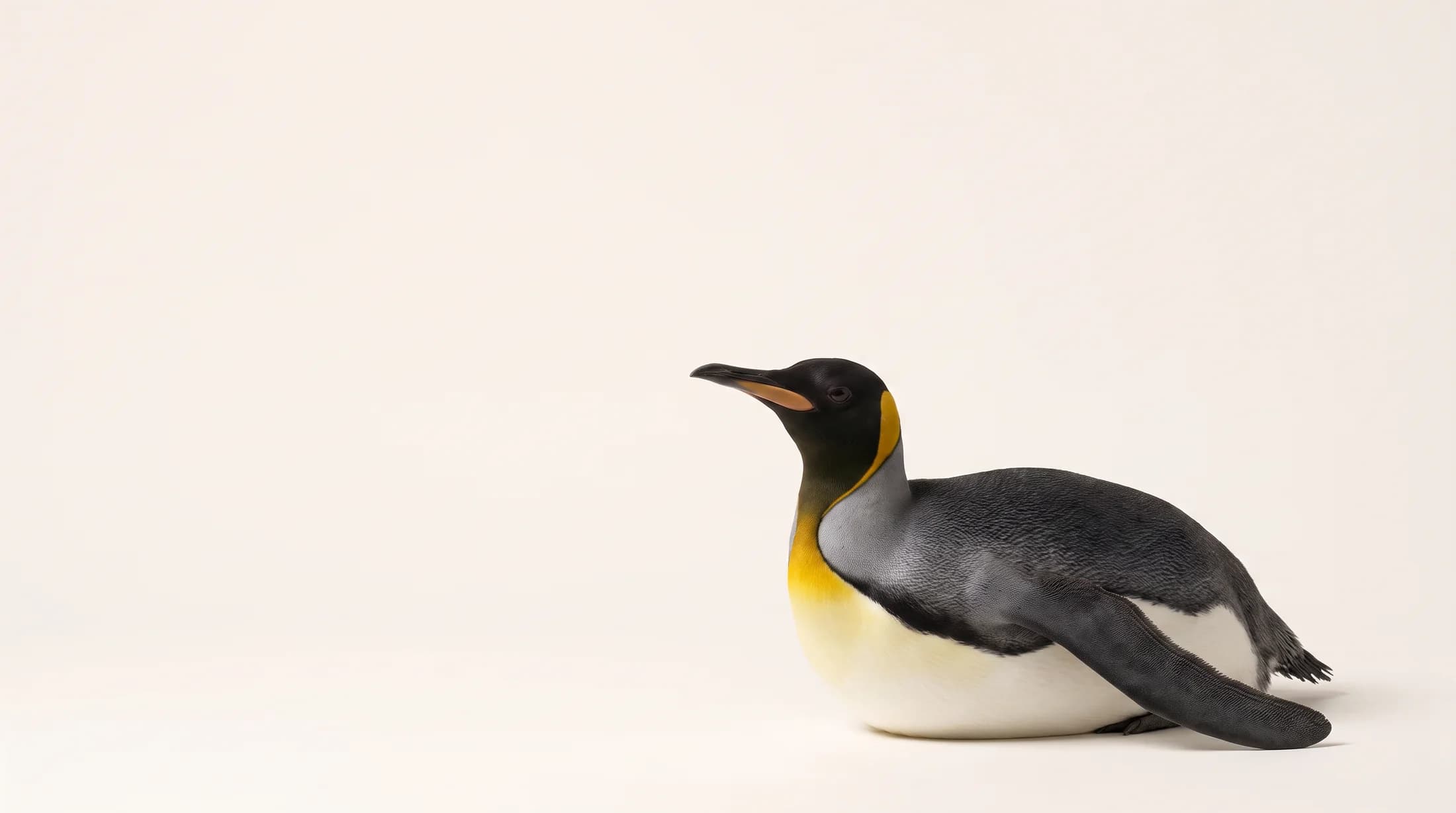 Paul, a king penguin lying down in a cream studio